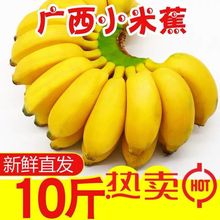 廣西小米蕉皇帝蕉香蕉雞蕉蘋果蕉西貢蕉小米香蕉青蕉批發包郵