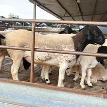 杜泊绵羊羊羔 杜泊绵羊种羊 白头杜泊绵羊多胎怀孕母羊种羊育肥羊