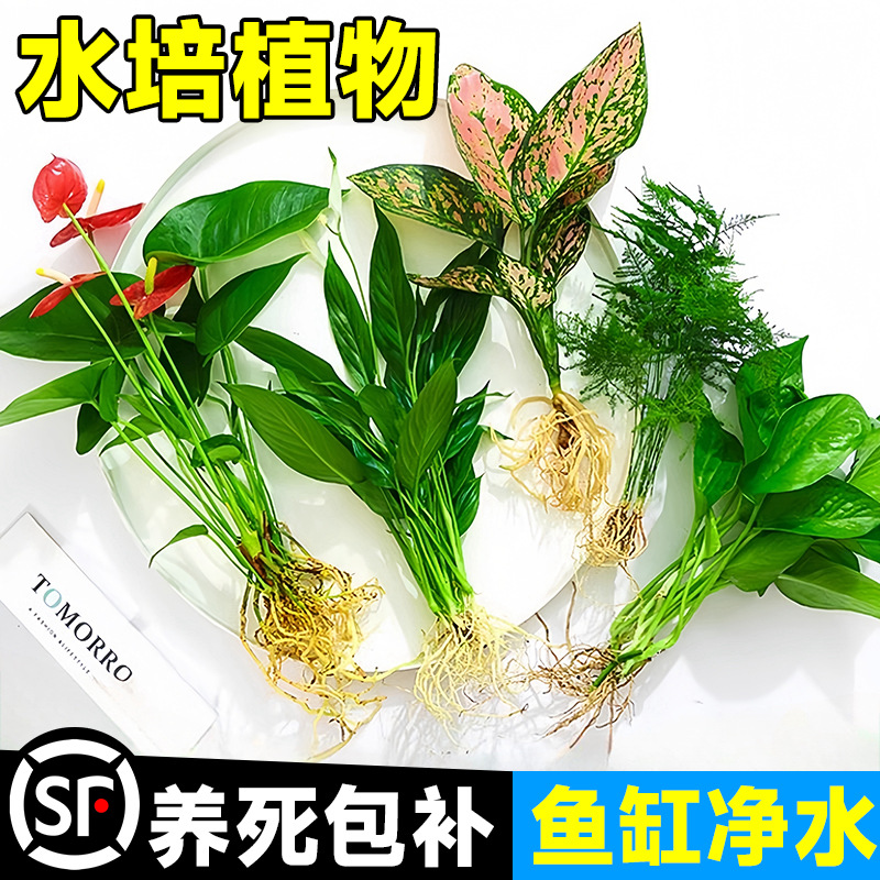 鱼缸水培植物室内好养四季绿植花卉绿萝富贵竹芋白掌和鱼共养水草