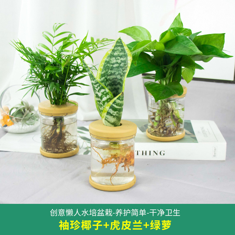 Plantas hidropónicas en maceta de flores de oficina de flores pequeñas plantas verdes en todas las estaciones, fácil de cultivar plantas en maceta de agua suculenta.