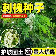 ̻No¹ѲݷN׻̻㻨뻱󻱻N