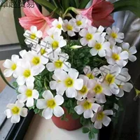 Многолетние семена цветов-панси, луковицы цветов-панси, садовые цветочные растения, балконные горшечные растения оптом