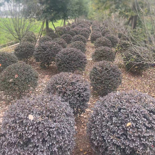 �t�^ľ�� �t����ľ�� �t��ľ�� �ɶ��@ˇ�@�־��^�G����ľ��