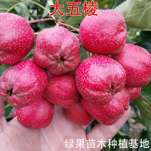 ���ɽ高� ������ɽ高��� �޽�ɽ��� �Ϸ������Nֲ������