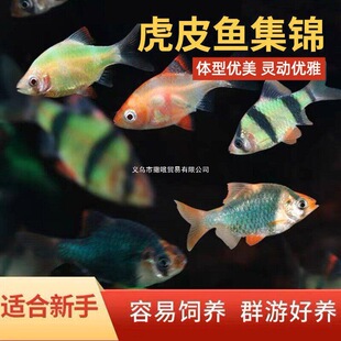 ���g��Ƥ�~���ֺ��B�ͻ�ݸ�Ⱥ���~���{��С�͟Ꭷ��ˮ�^�p�~��