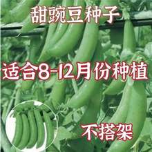 甜豌豆种子8-12月份种植水果型脆可生吃菜豌豆大荚青豆甜豌豆蔬菜