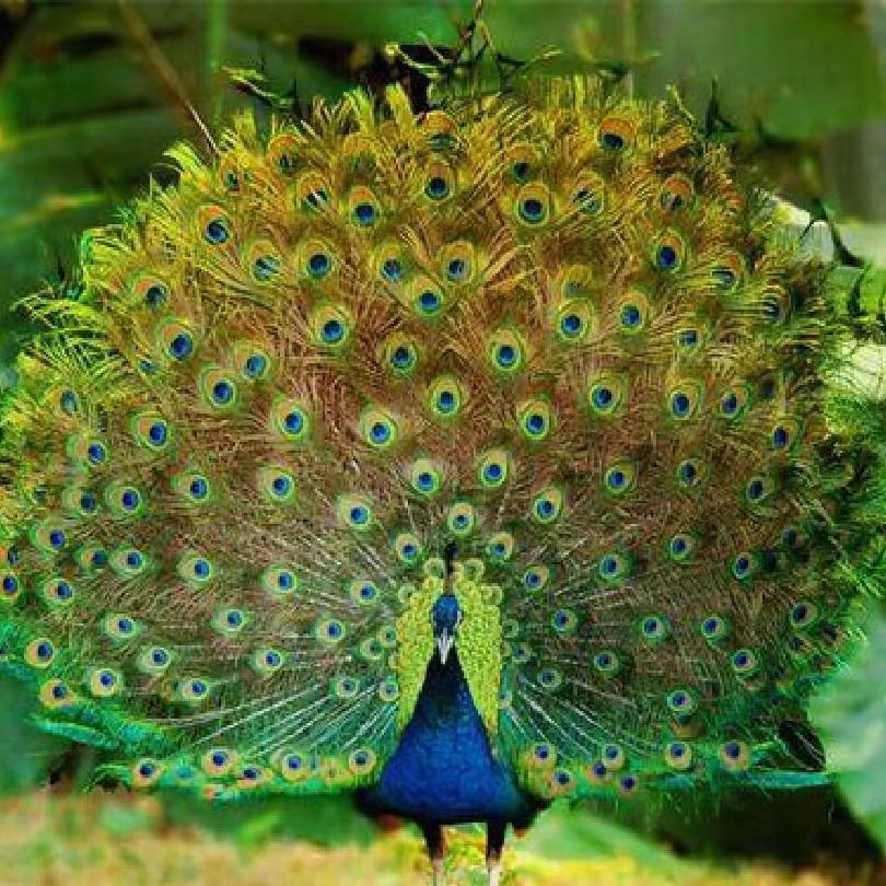 蓝孔雀 白孔雀 (30)