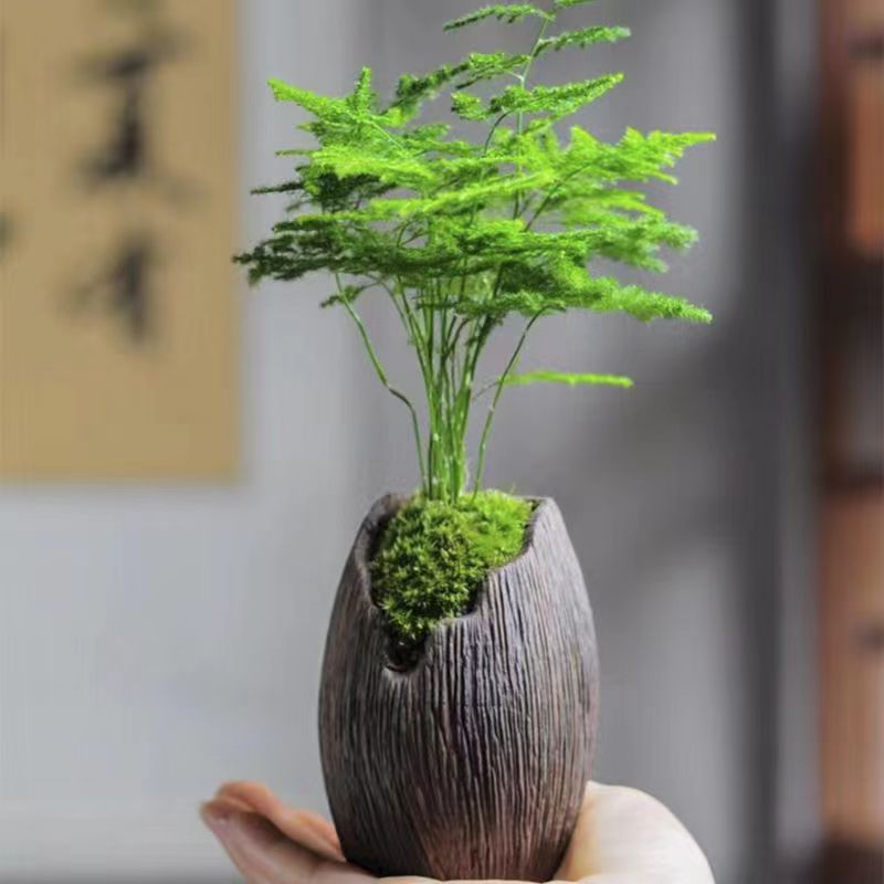 造型文竹+悬崖盆+圆托盘