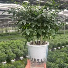 ������ֱ�����^�~ֲ��Gֲ�҃�����ȩ����С���� ˮ��̴���