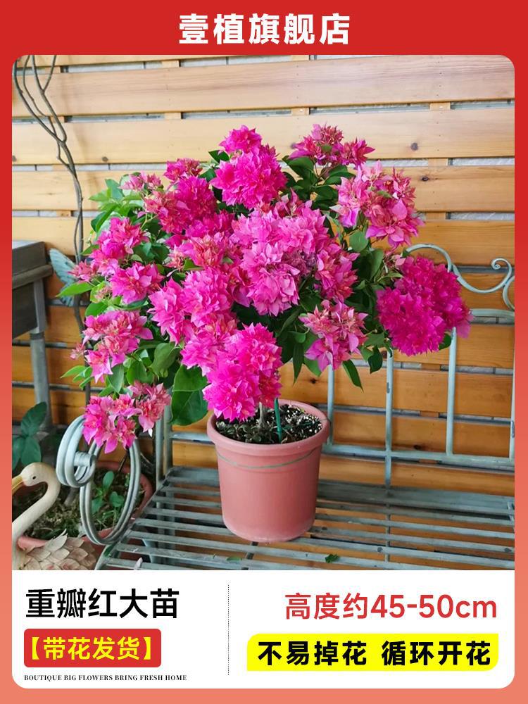 [꽃과 함께 배송] 이중 붉은 모종 [45-50cm | 꽃이 쉽게 떨어지지 않음 | 주기적으로 꽃이 핀다]