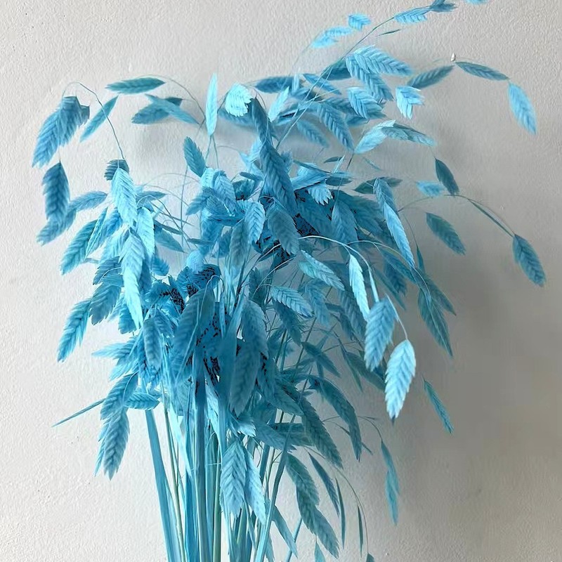 漂白小盤草プリザーブドフラワードライフラワー DIY 花材プリザーブドフラワーリアルブーケ家の装飾工場卸売クロスボーダー|undefined