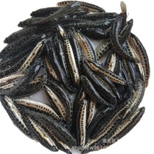 批发黑鱼苗杂交黑鱼苗 基地实发黑鱼苗