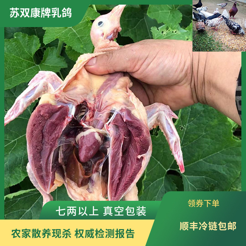 Wholesale Agency to Discover Frozen White-Striped Pigeons, Edible Freshly Killed Non-Living Squab Pigeons, Farm-Raised Fresh Pigeon Meat