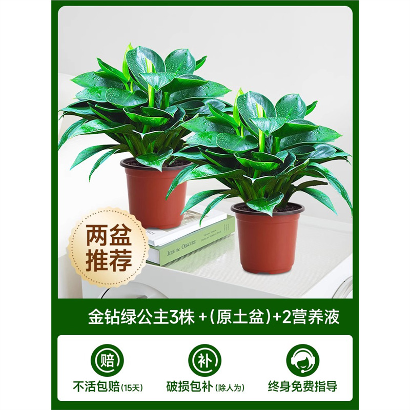 [화분 2개 권장] 골든 다이아몬드 3개 + (오리지널 흙 화분) + 영양액 2개