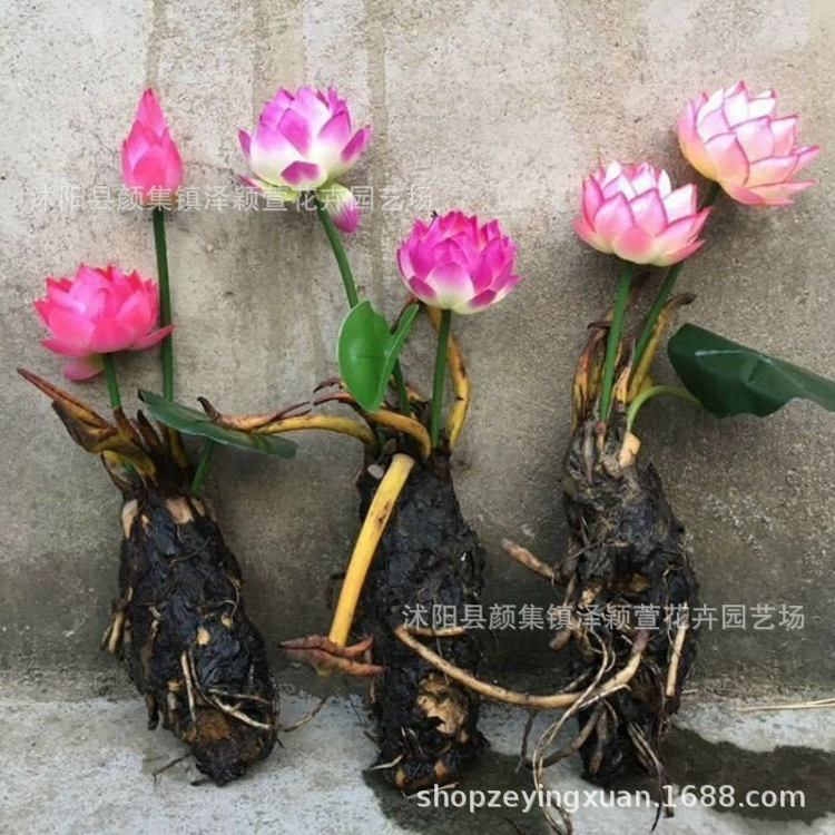 Водяная лилия корневой пруд гидропонное крупное водяная лилия гидропонное растение цветение четыре сезона лотос корни многоцветная водяная лилия корневая рассада