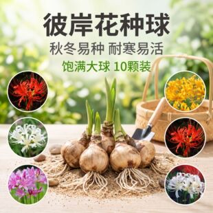 �˰����N������ɳ�Aʯ���҃���ͥԺ�����������_������Gֲ��N��