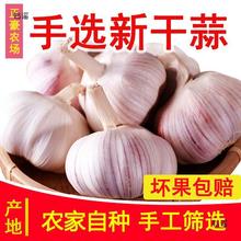 农家新干大蒜头河南干蒜头白紫皮大算头山东干蒜大祘5斤大蒜种子