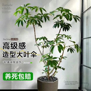 �ձ����~�㱣�_�Ϙ��Gֲ�҃ȴ������ʽֲ��͏d�k���Ҵ����Ժ��B