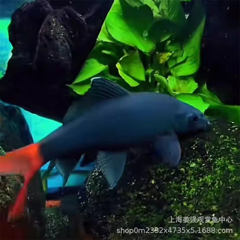 Remove algae