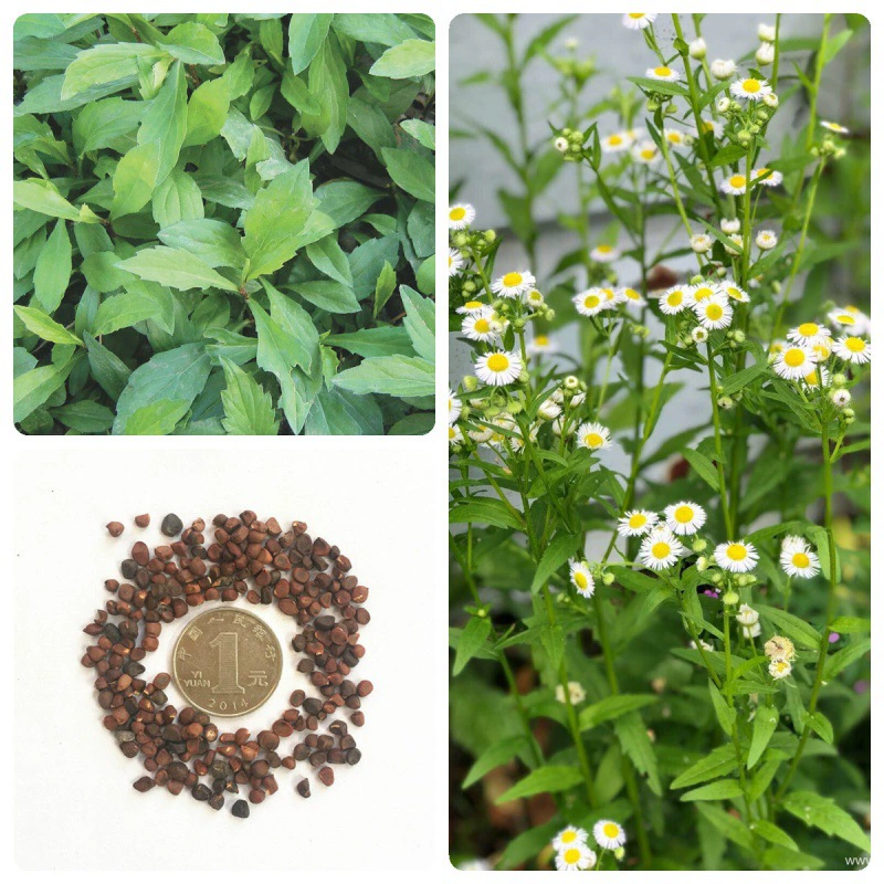 Семена диких овощных культур Семена Малан Семена овощных культур Посев в Четырех сезонах сад Красный стебель овощей Куриный кишечник Полевая сторона Семена хризантемы