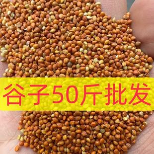 �S�����l�����t�����S������ɫ�����Bʳ�B�Z�W�^���M����ëɫ