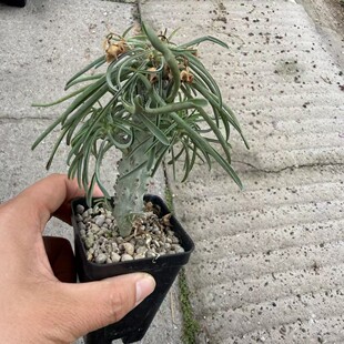 �|̨���� ���״�ꪣ���ꪣ��ϷǴ�ꪣ�Euphorbia pubiglans