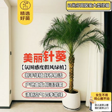 ᘿ����ԟᎧ�L���Ϳ͏d�Gֲ�҃����ֲ�ﱱ�W�L���w�¾�ͥԺ