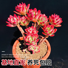 ����t��ɏ����ֲ����w���B�҃������������ϡ��Ʒ�N����С����