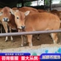 四川多少利木赞种牛