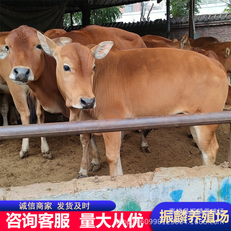 四川哪里有黄牛种卖 四川利木赞牛仔多少一头 四川种牛养殖场