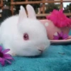 Ruby Eye Bulfu Rabbit ❤️❤️ Wrong ❤️❤️