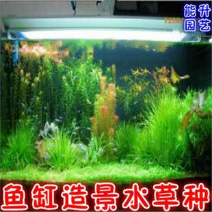Aquarium Fish Tank Landscaping Aquatic Grass Seeds Mini Dwarf Pearl Seeds Snapdragon Eelwort Fast Grass Seeds