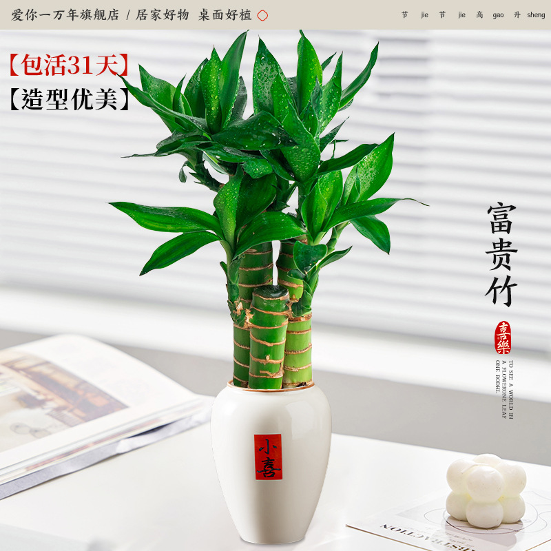 [동일한 품질, 저렴한 가격] 행운죽 3개 + 샤오시 고급 도자기 대야(포장석 + 영양성분 포함)