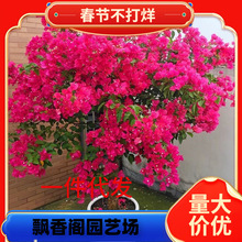 һ�����l����÷�������ԾG�������ذ��Ϙ��ļ��_������t�Ѱ���˹