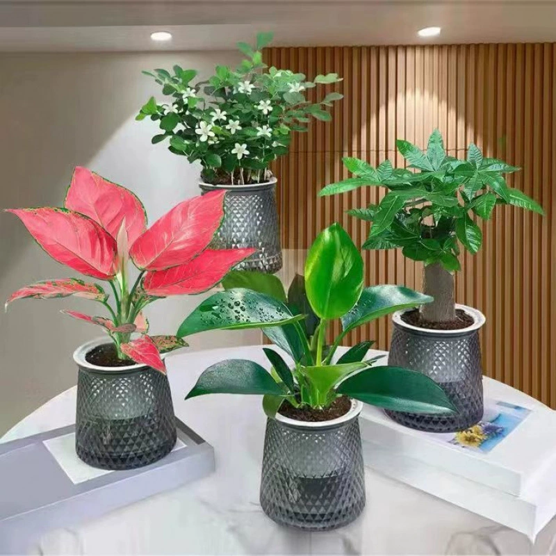 Купите три, получите один бесплатно, водопоглощающее денежное дерево, девятимильное ароматное золотое бриллиантовое дерево, богатый бамбук, карманный кокос, настольное зеленое растение, красивое и простое.