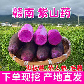 江西赣南紫山药新鲜古天根蔬菜现挖安远脚板薯毛薯参薯淮山农产品