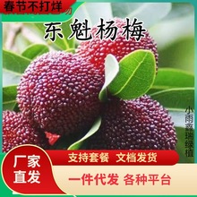 һ�����l�޽Ӗ|����÷�����Ϸ������Nֲ���������Ե��Դ��÷