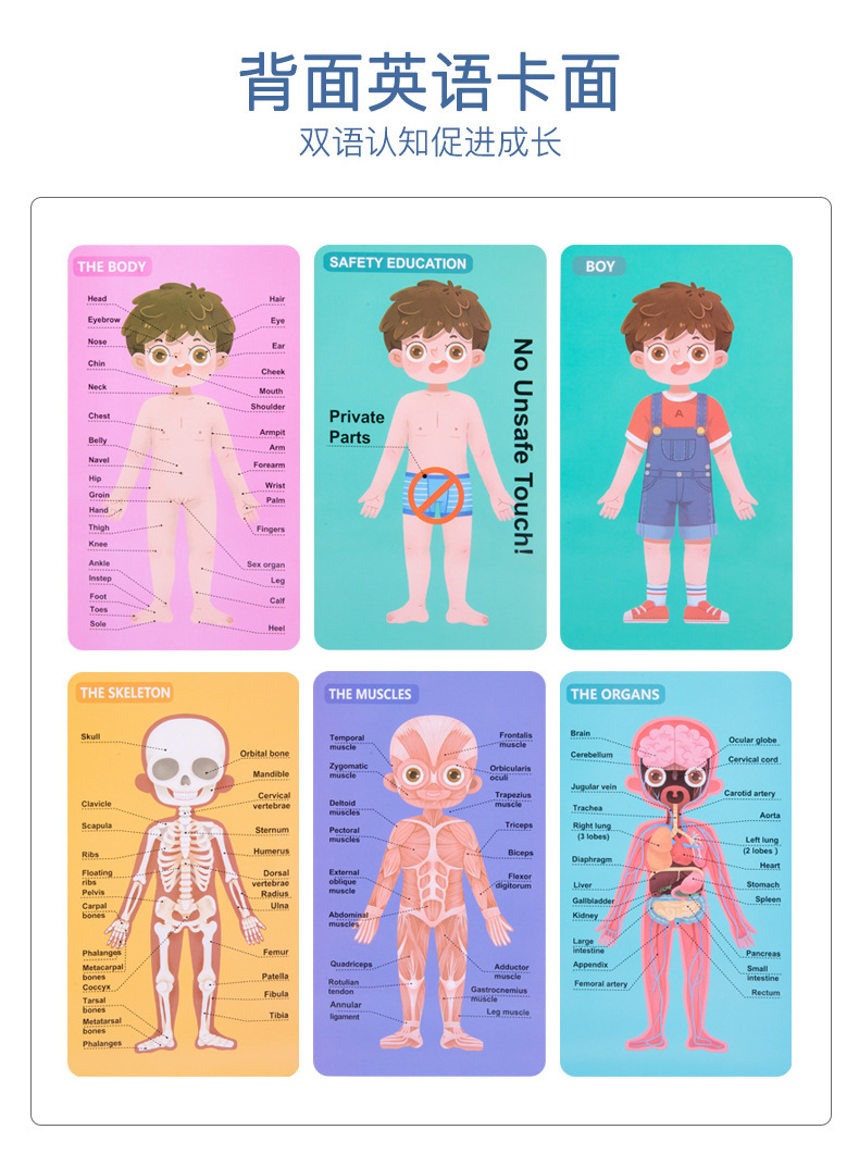 磁性木质器官认知拼图拼板幼儿园儿童身体结构认知科教木质玩具详情26