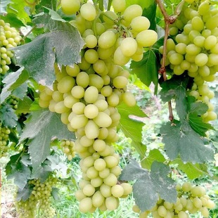 Shandong Nuclear White Chicken Heart Grafted Grape Seedlings Climbing Vine Grape Seedlings 0.5 or Above White Chicken Heart Grape Saplings Fruit Trees