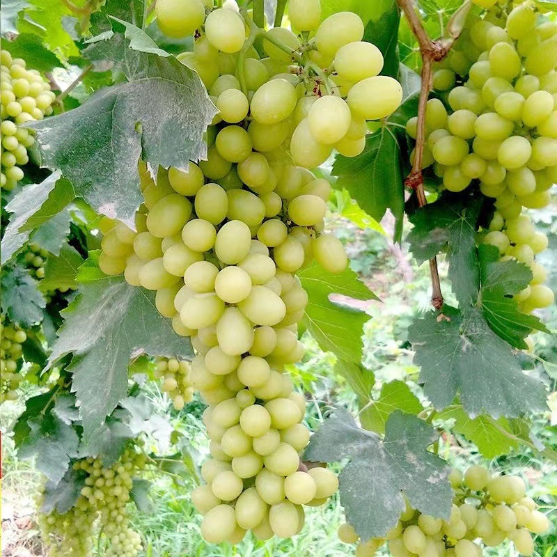 山东无核白鸡心嫁接葡萄苗爬藤葡萄苗0.5以上白鸡心葡萄树苗果树