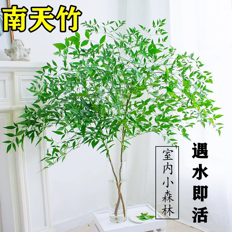 [เกรด A 4กิ่ง] ปุ๋ย Nantianzhu สีเขียวสด50-60ซม. 4ซอง [เลือกต้นกล้าดี]