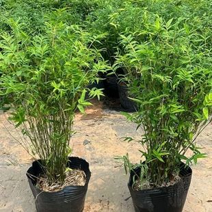 ���������������}�؃r�҃����̨�͏dͥԺ�ͺ��͟��ļ�������B