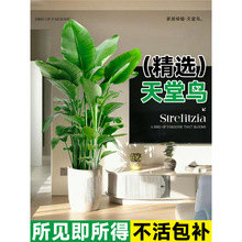 天堂鸟绿植客厅盆栽室内大型植物办公室花卉鹤望兰落地真树好养禄