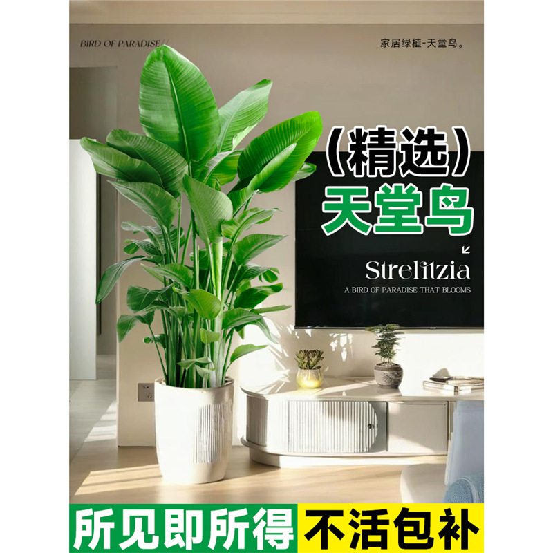 天堂鸟绿植客厅盆栽室内大型植物办公室花卉鹤望兰落地真树好养禄