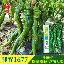韩育1677大果螺丝椒种子 杂交猪大肠陇椒种籽 螺旋羊角辣椒香辣味