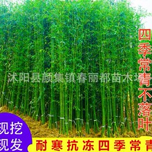 庭院四季常青耐寒植物观赏竹子盆栽青竹紫竹苗黄金竹罗汉竹竹子苗