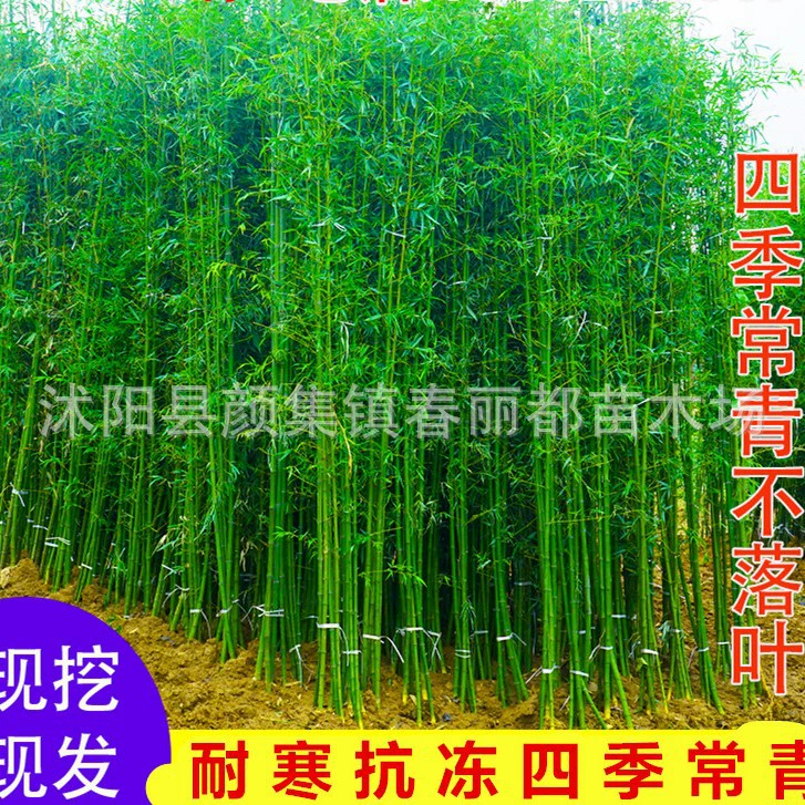 Всегодичные морозостойкие декоративные бамбуковые растения в горшках для всех сезонов во дворе: зеленый бамбук, саженцы фиолетового бамбука, золотой бамбук, архатный бамбук, саженцы бамбука.