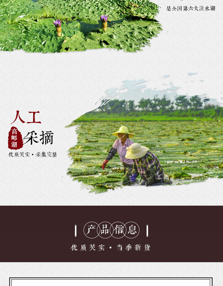 Fresh Frozen Gorgon Fruit Qian Shi Euryale Ferox Seeds 500g Bag Culinary Grade key features