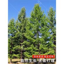 ���|��ľ�N���~�ɷN���ļ��L�G��N���ձ����~�ɷN���S���ɷN