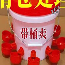 鸽鹌鹑饮水槽鸡用自动饮水器饮水杯鸽子家禽饮水碗雏鸡鸭鹅饮水器